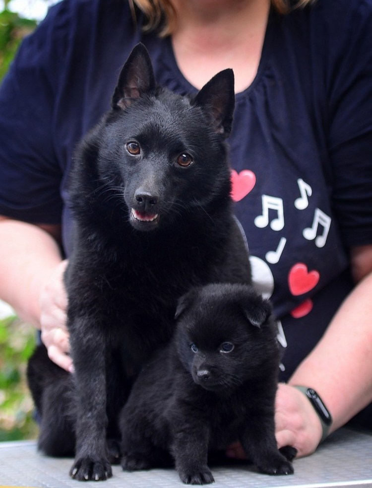 Овчарка шипперке