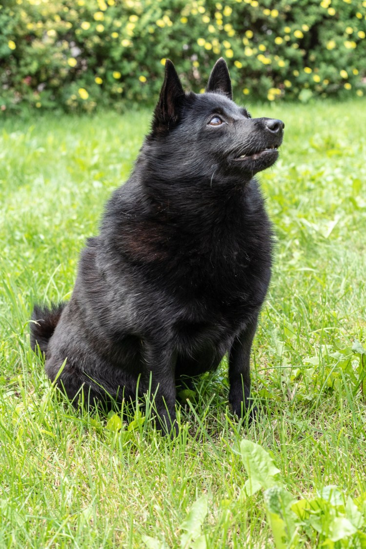 Бельгийская овчарка шипперке