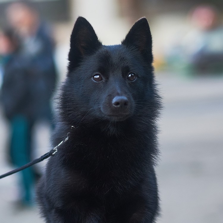 Карликовая овчарка шипперке