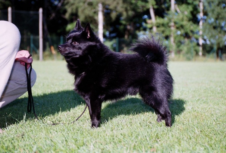 Бельгийская овчарка шипперке