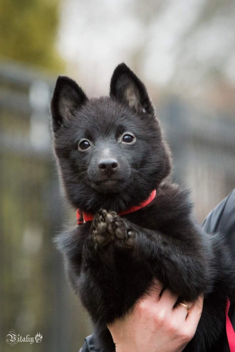 Порода мини овчарка шипперке