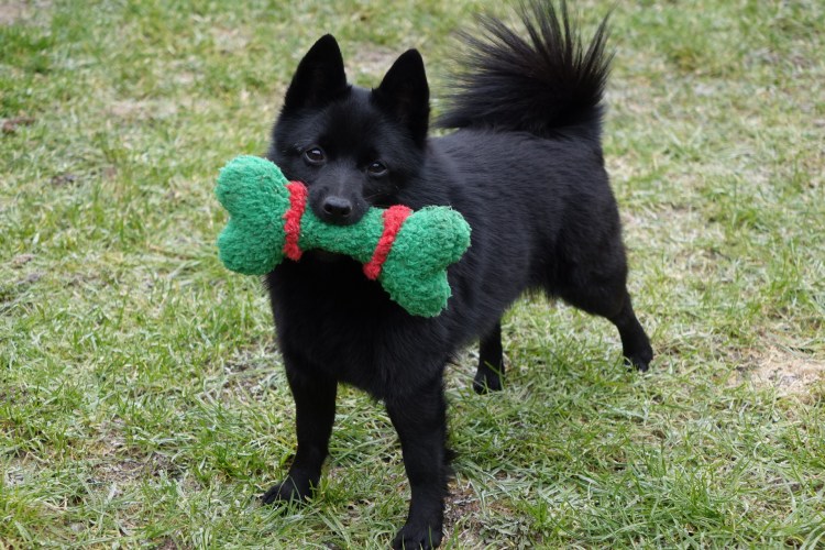 Метис шипперке