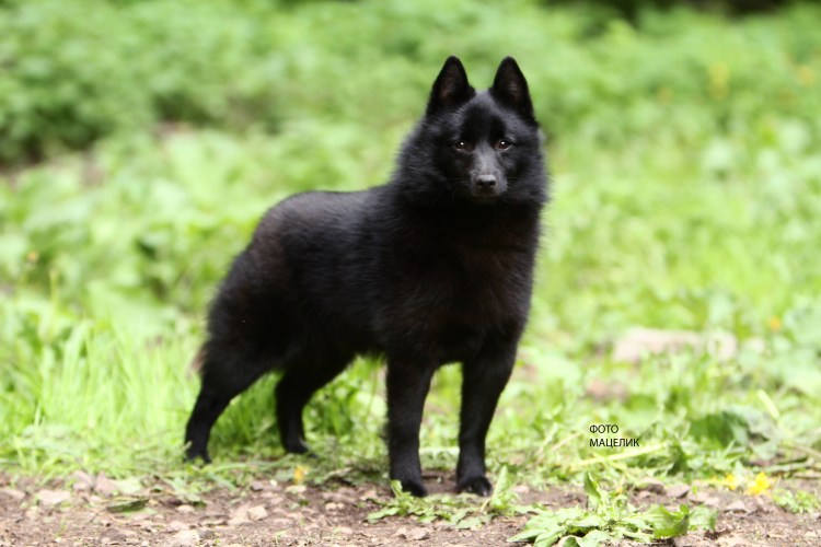 Схипперке шипперке