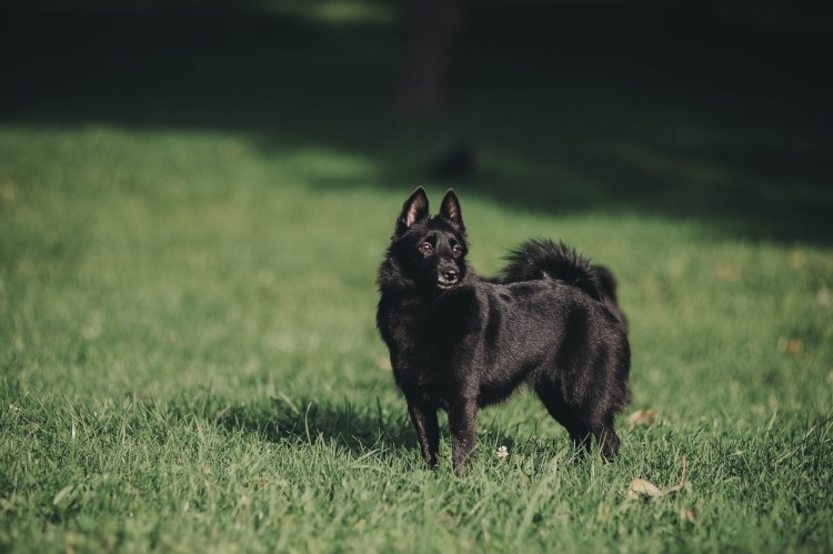 Овчарка шипперке