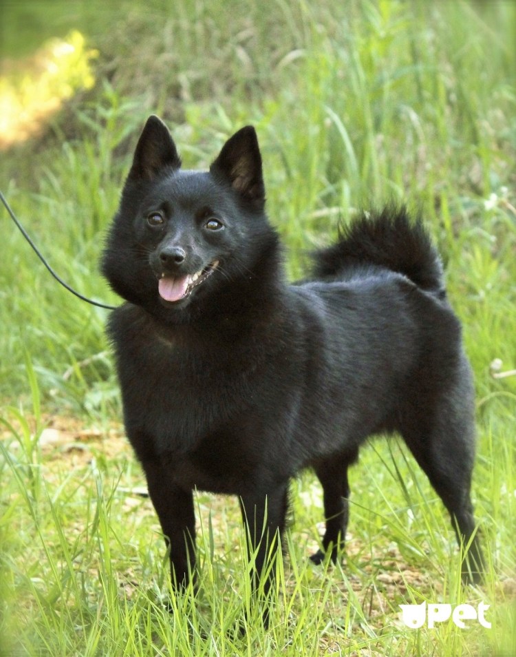 Схипперке шипперке