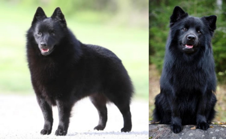 Бенгальская карликовая овчарка шипперке