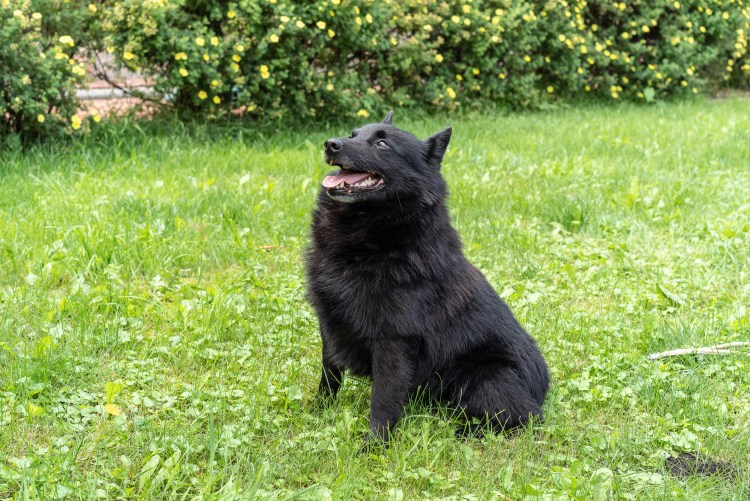 Шипперке стандарт породы