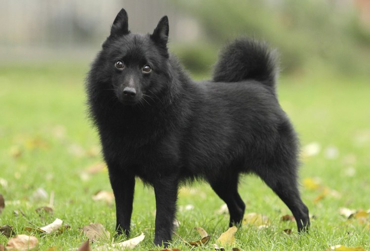 Шекперка Бельгийская овчарка