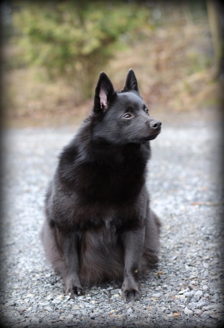Шипперке служебная собака