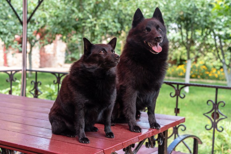 Фламандская шипперке