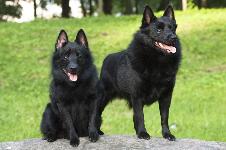 Шипперке и грюнендаль