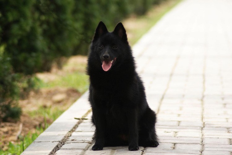 Бельгийский шипперке