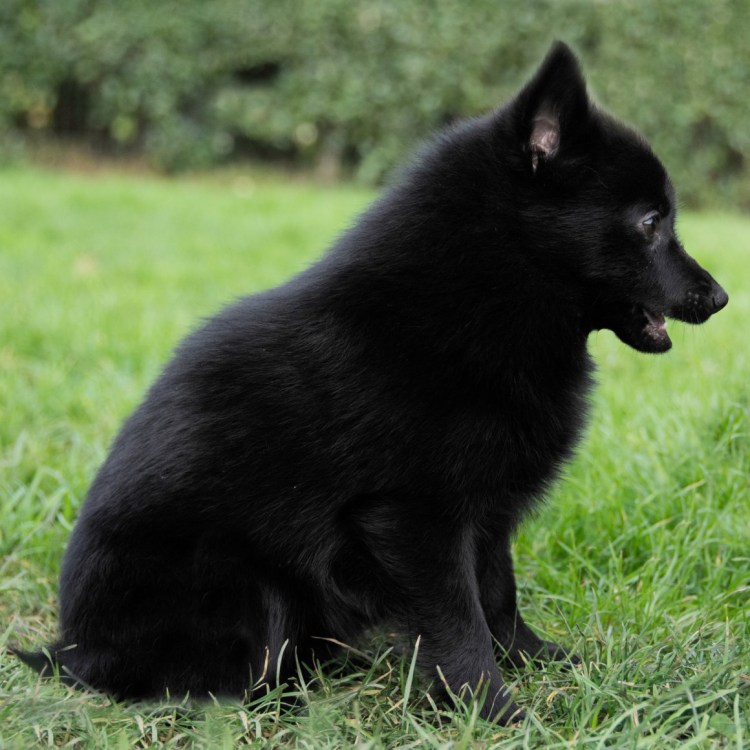 Овчарка шипперке