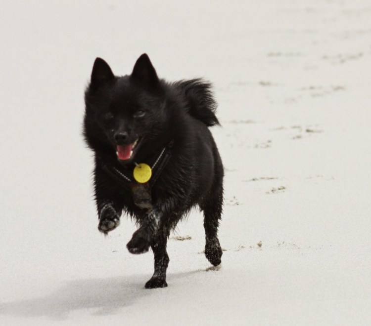 Мини Бельгийская овчарка шипперке
