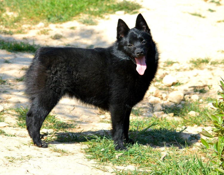 Овчарка шипперке