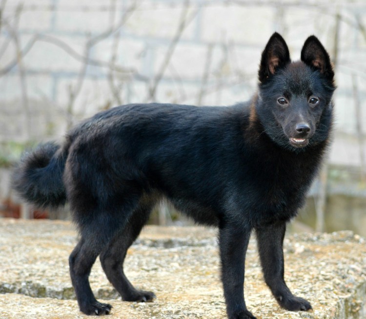 Маленькая овчарка порода шипперке