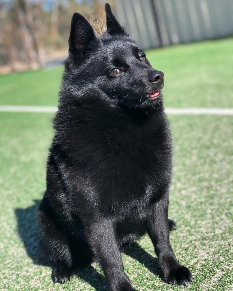 Схипперке шипперке