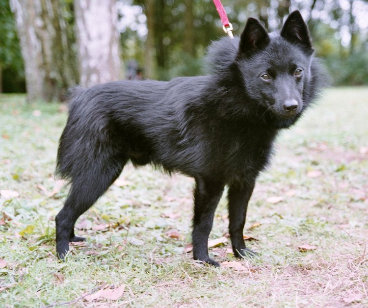 Шипперке европейского типа