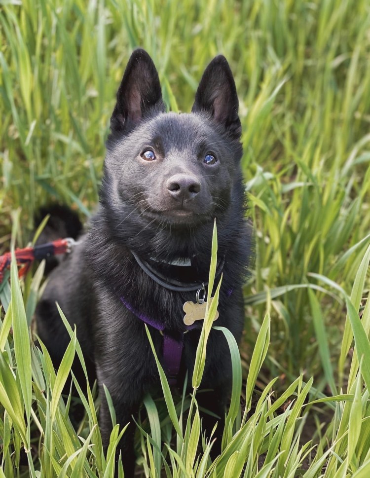 Овчарка шипперке