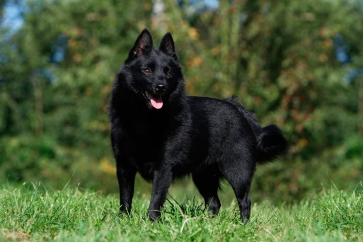 Маленькая черная овчарка шипперке