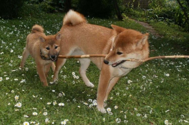 Собака дзёмон сиба