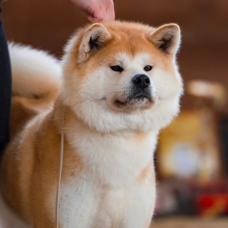 Акита-ину похожие породы