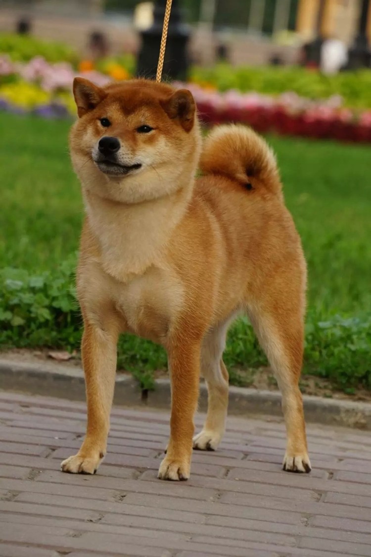 Дземан ину собака фото