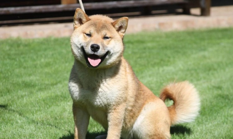 Дземон сиба и сиба ину