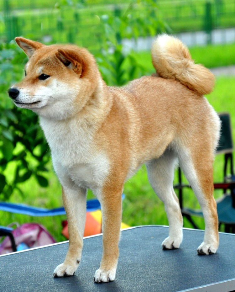 Американский сиба ину