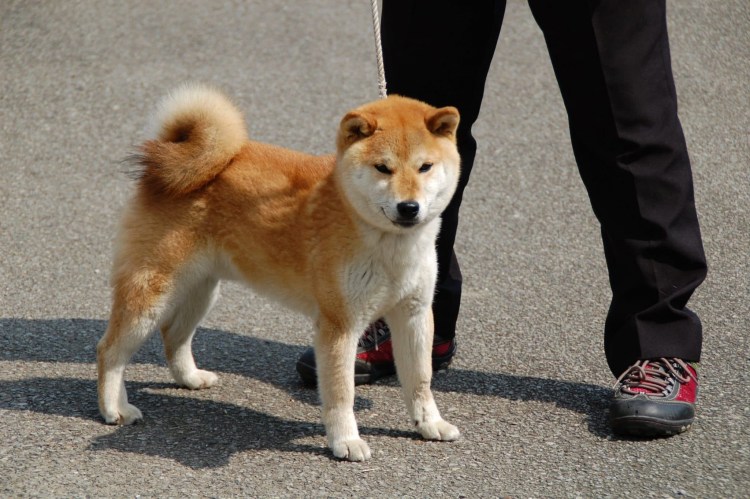 Дземон сиба и сиба ину