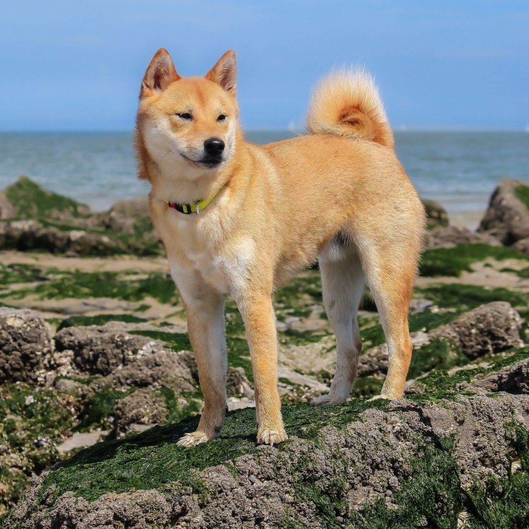 Порода Шикоку ину