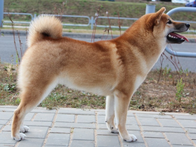 Японская лайка сиба ину