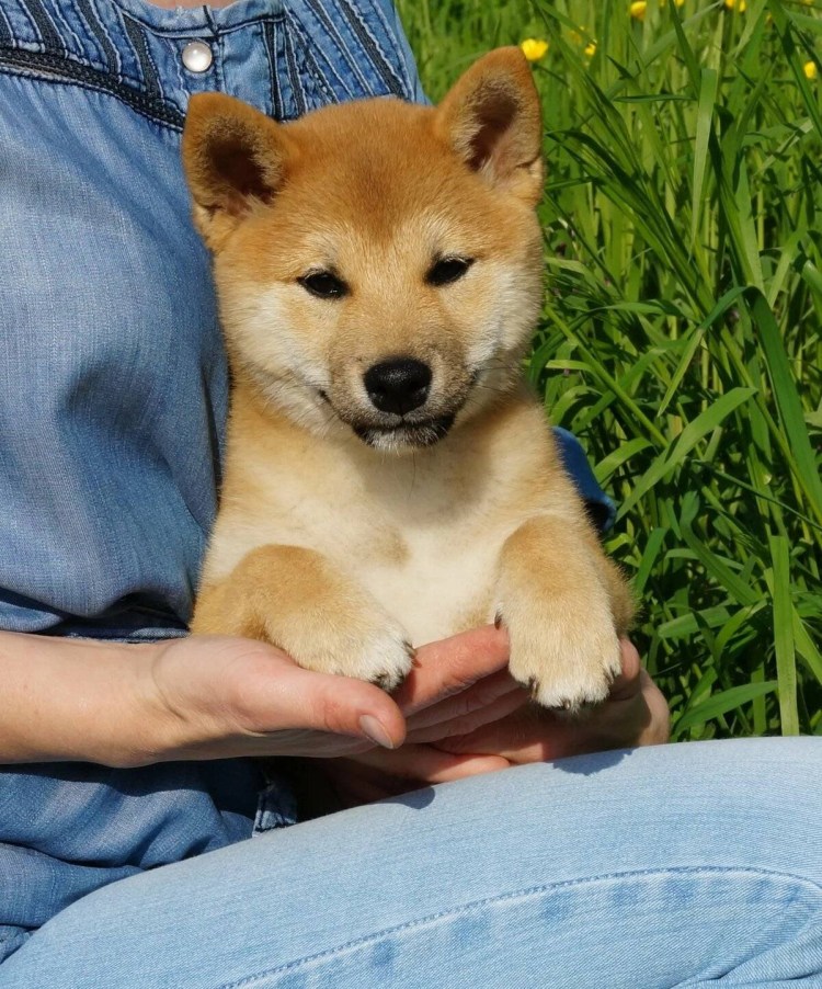 Порода сиба ину