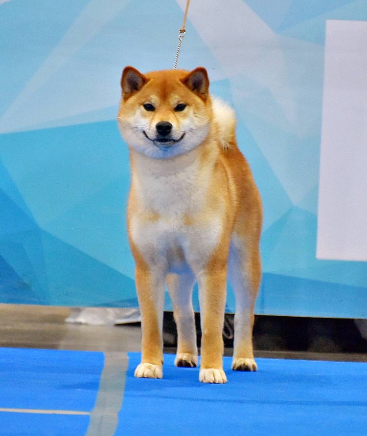 Мини Акита сиба