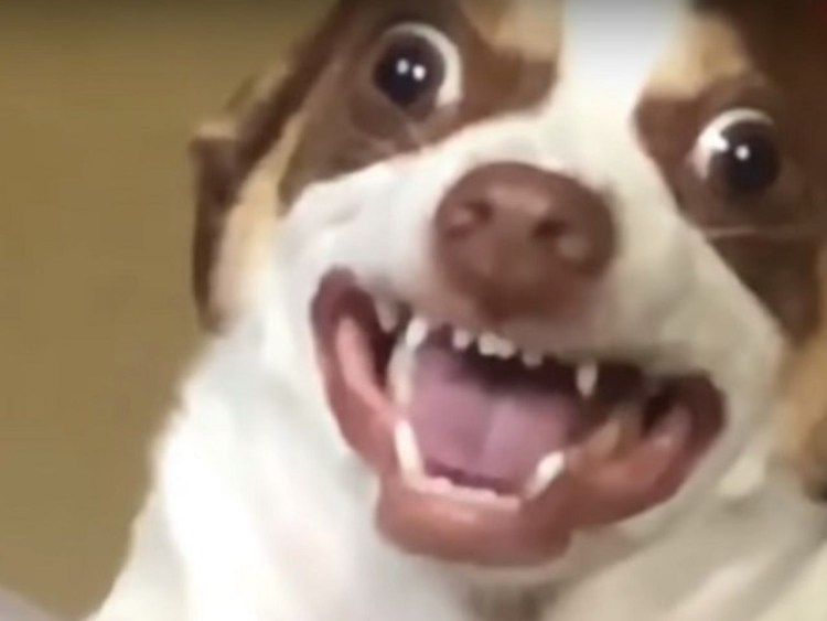 Хитрая собака