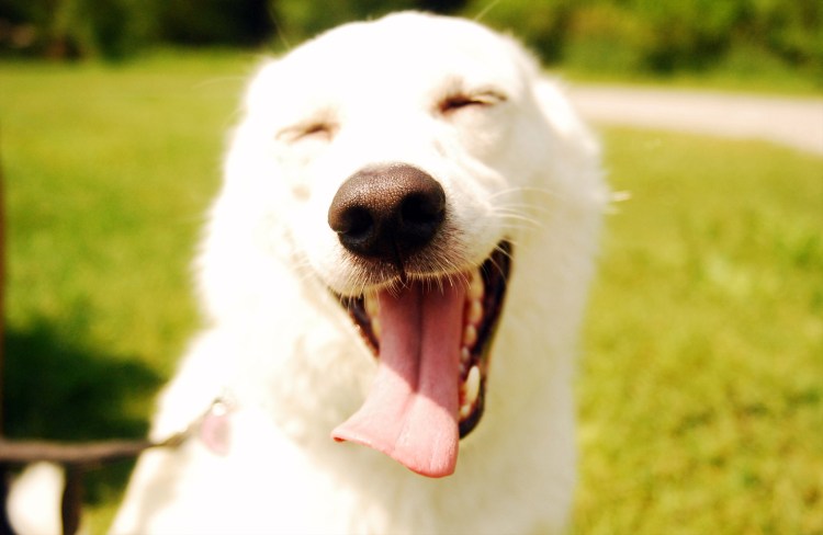 Собака из мема с бровями