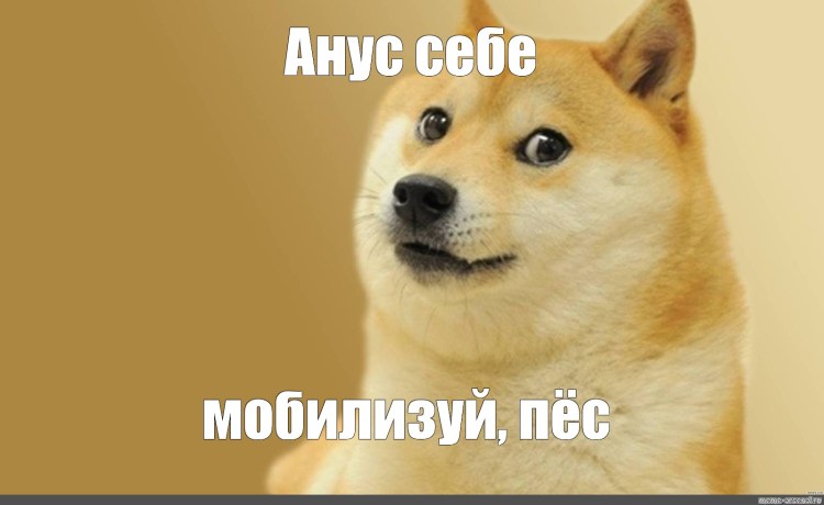 Чихуахуа улыбается