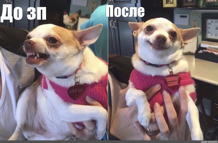 Мем да с собакой