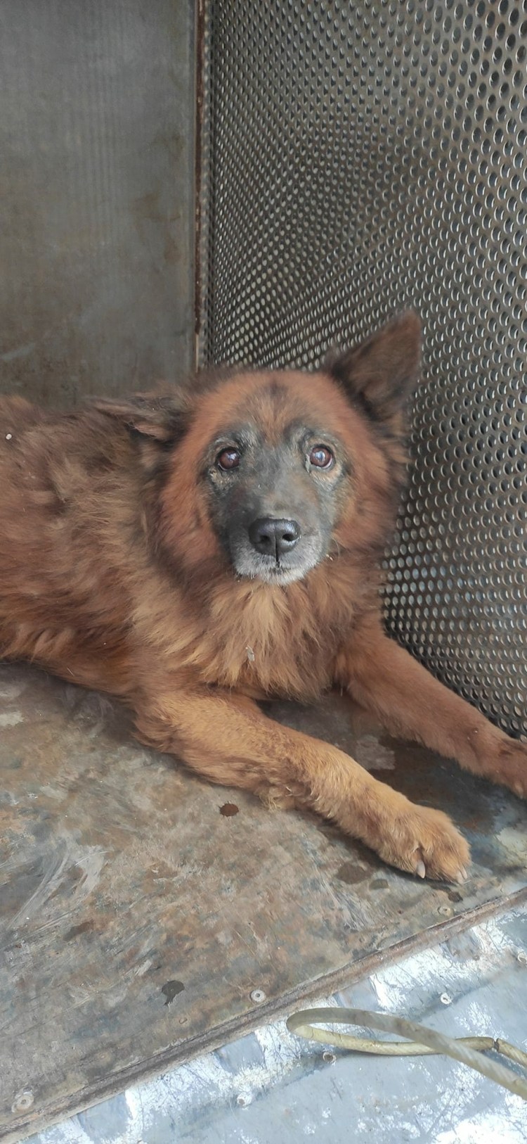 Счастливая морда собаки