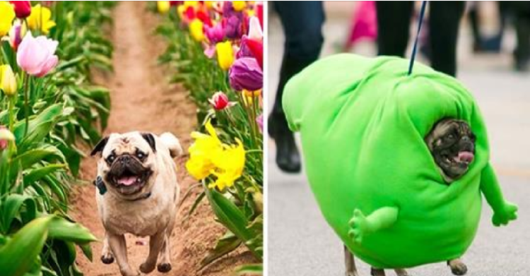 Мопсель Шмопсель