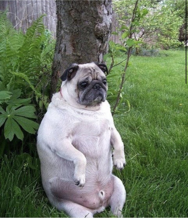 Толстый Мопс