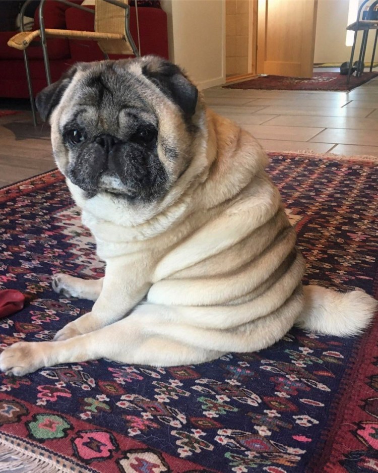 Мопс с ожирением