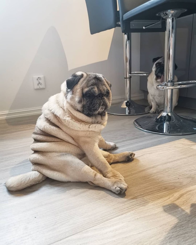 Жирный Мопс