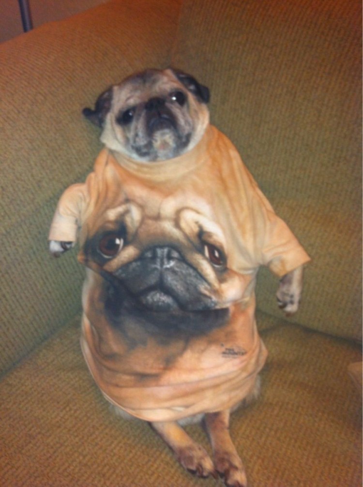 Очень толстый Мопс