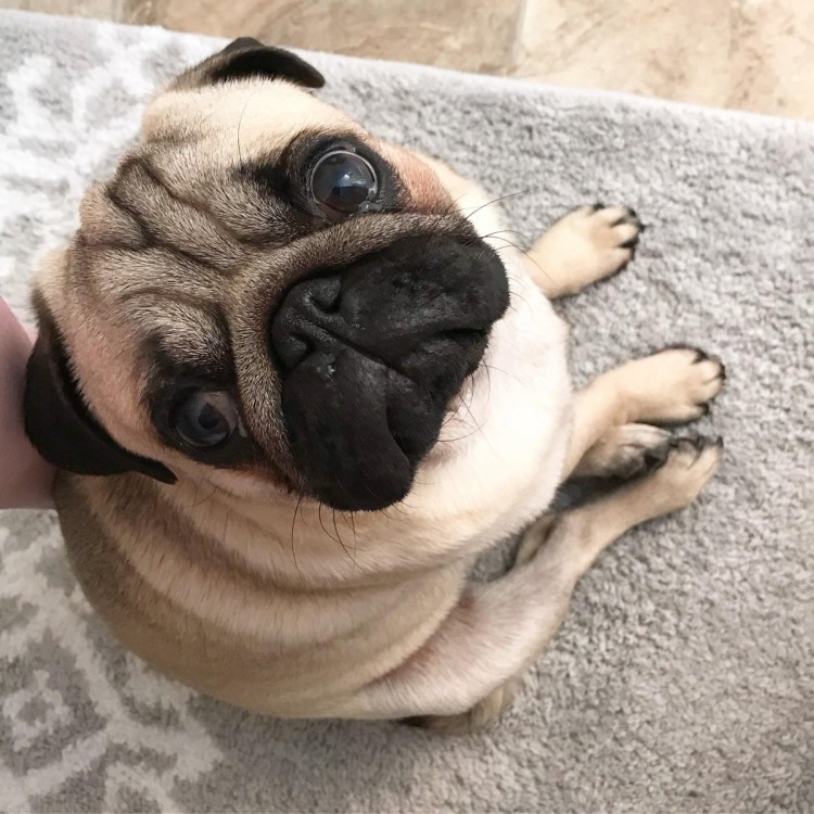 Шарпеевидный Мопс