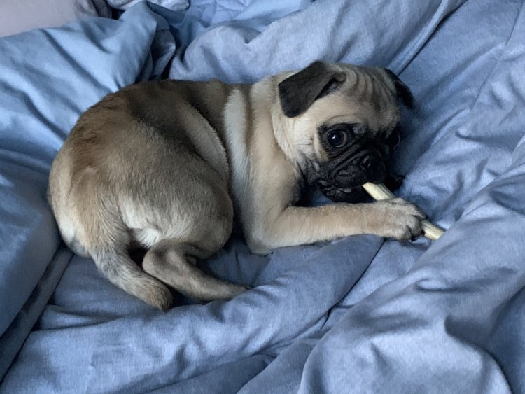 Ожиревший Мопс