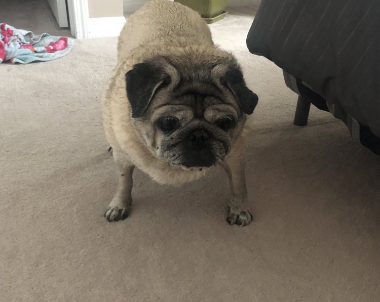 Тибетский Мопс