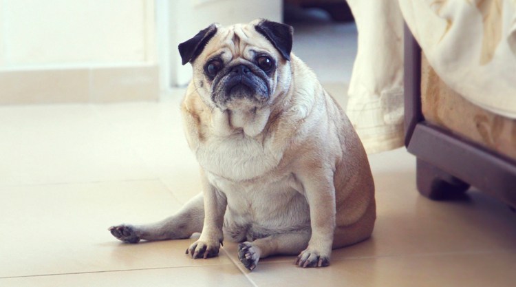 Перекормленный Мопс