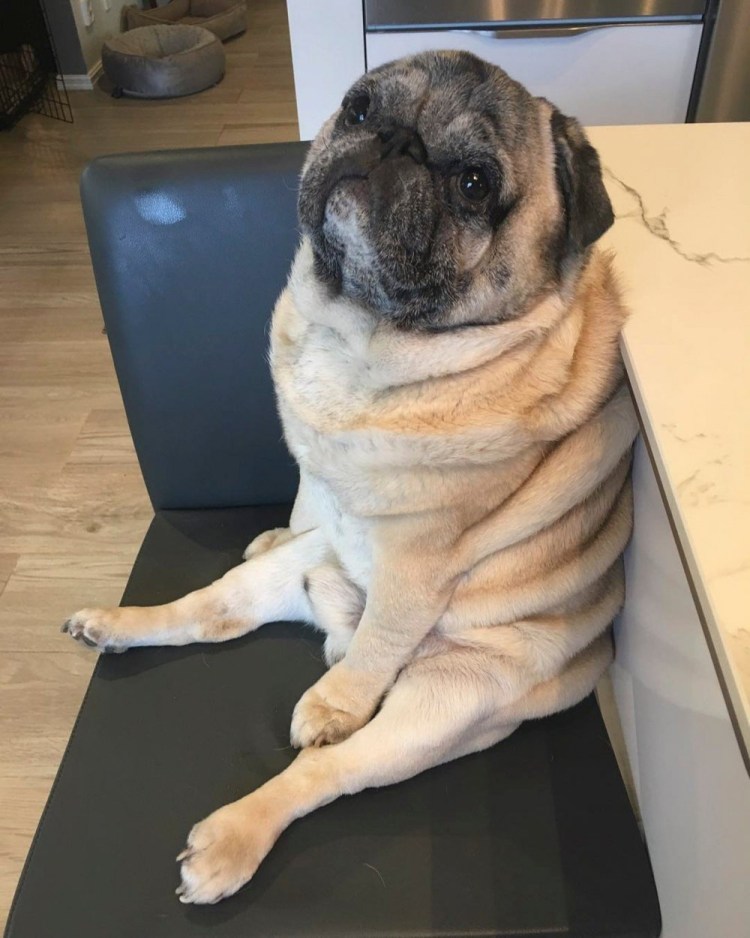 Мопс алабай бульдог