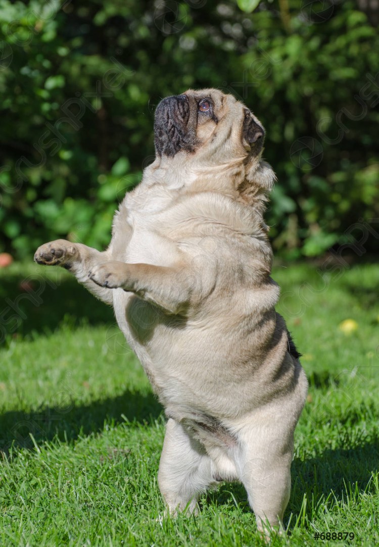 Очень толстый Мопс